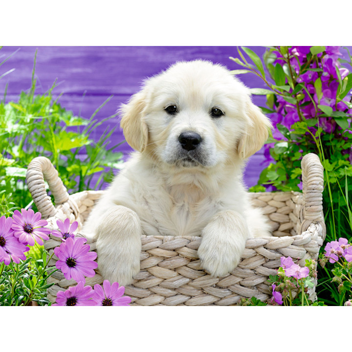 Dulce Golden Retriever